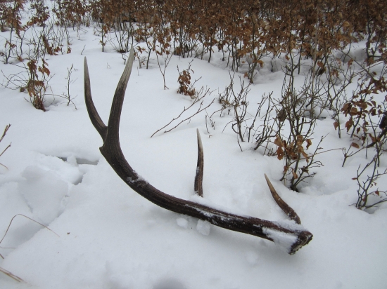 ked srdiecko podskoci 2