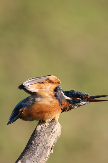 rybarik