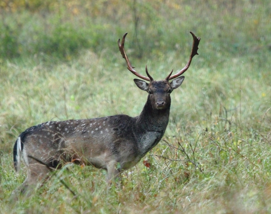Mladik.