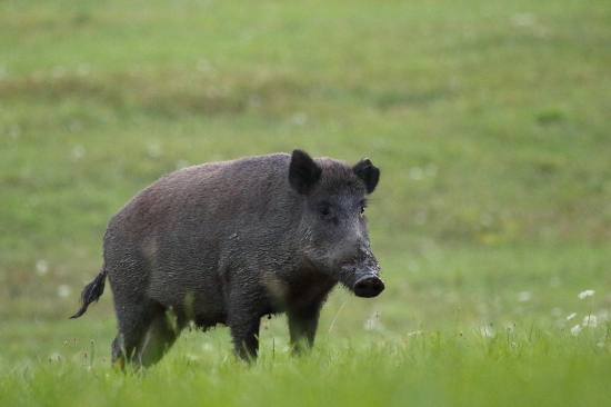 Samotárka.
