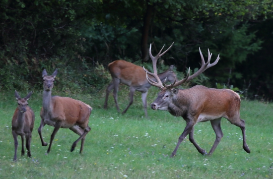 Spomienka na ruju-poklona pred kráľom.