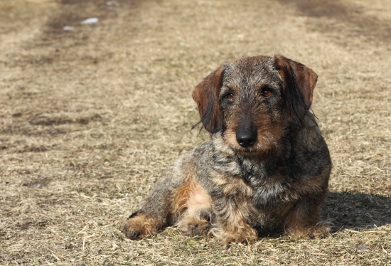 Náš Brok spod Ploskej (škrtič)