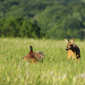 ukážková práca stavačky