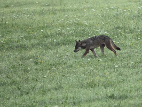 Slanské Vrchy majú Vlky.