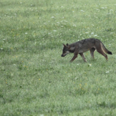 Slanské Vrchy majú Vlky.