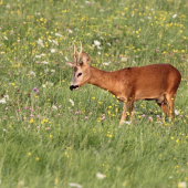srnec v období ruje