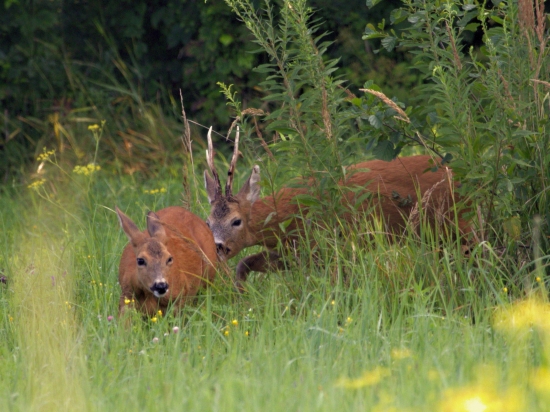 Za rána je najlepšejši ...