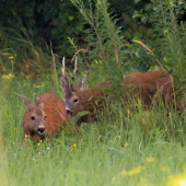 Za rána je najlepšejši ...