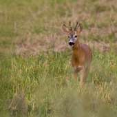 Ách tá uponáhľaná doba...!