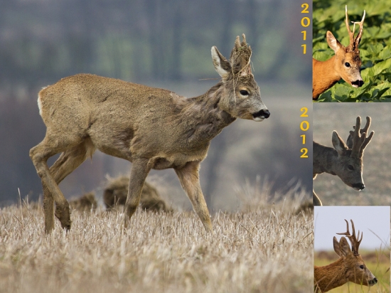 Zo života jedného srnca