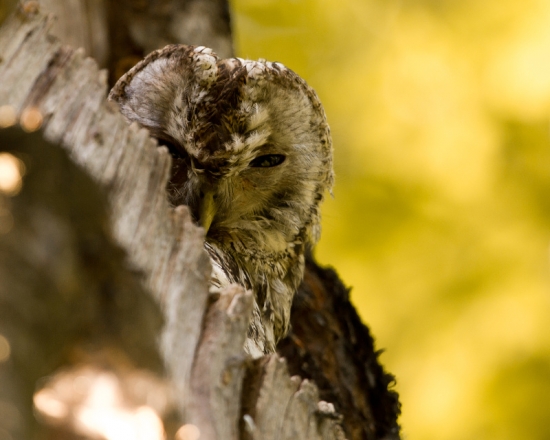 Vždy sa niekto pozerá!