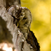 Vždy sa niekto pozerá!