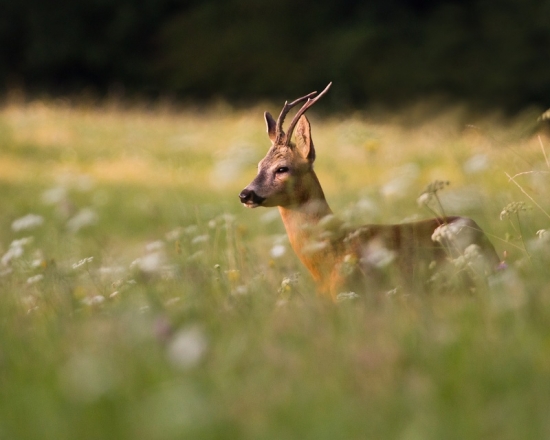 Často chodí proti vetru