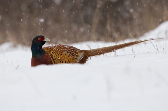 Tak nám nasnežilo...