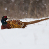 Tak nám nasnežilo...