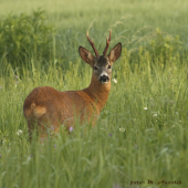 Ráno, keď mnoho ľudí ešte spí.