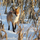 uzávierka ako vábnička