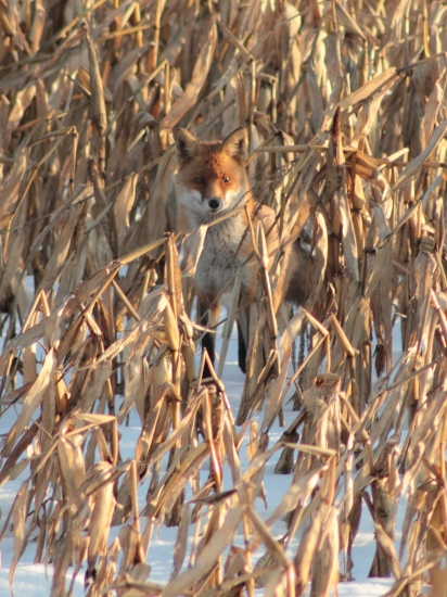 A takto sa maskuje profík!