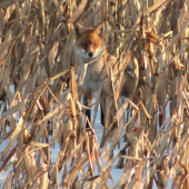 A takto sa maskuje profík!