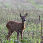 jedna z mojich prvých