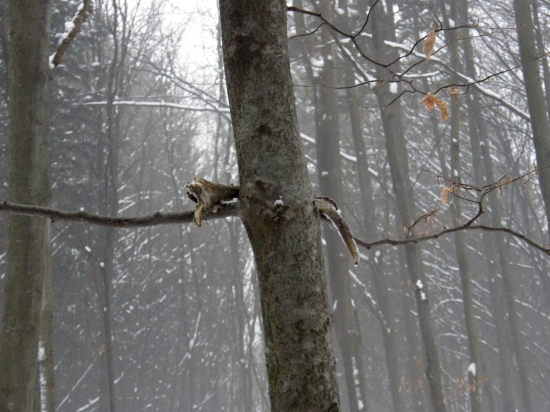 Ani som ho nebral domov