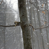 Ani som ho nebral domov