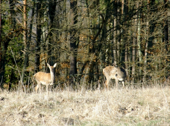 Vysoká