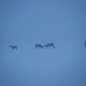 Priatelský súboj za hmly