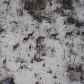 Jelenia zver
