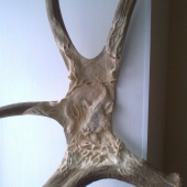 Divocak, proces