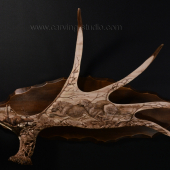 Ruský lov: líška a psy