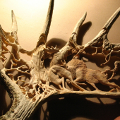 Elk boj