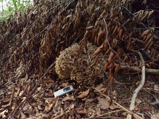 včerajšia vychádzka