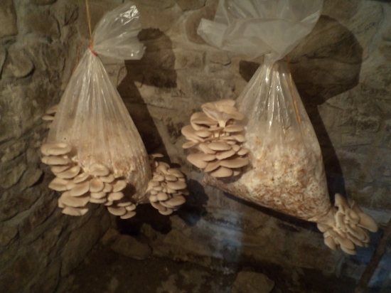 netreba ist ani do lesa