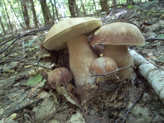 taka mala rodinka petorciat