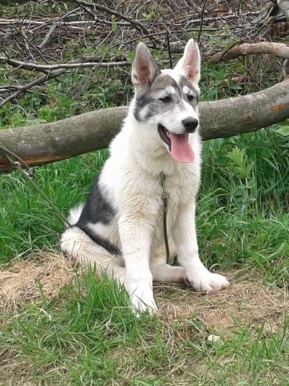 Zapadosibirska lajka Hany 3 mesiace