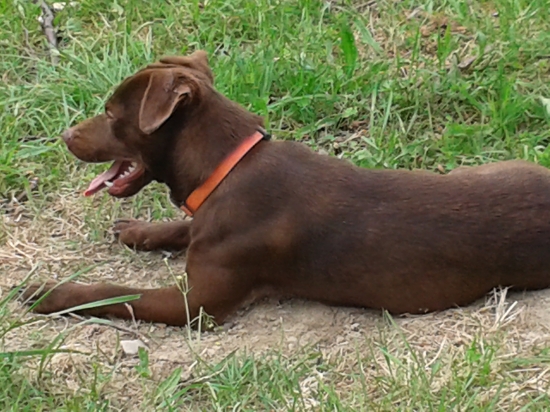 Patterdale terier 12 mesiacov