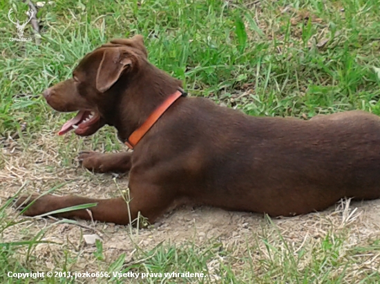 Patterdale terier 12 mesiacov