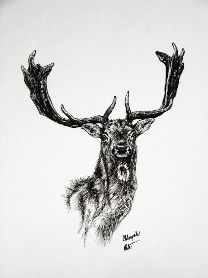 moje práce - daněk