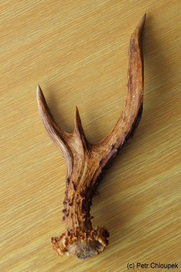 srnčí shoz - rarita 1