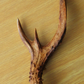 srnčí shoz - rarita 1