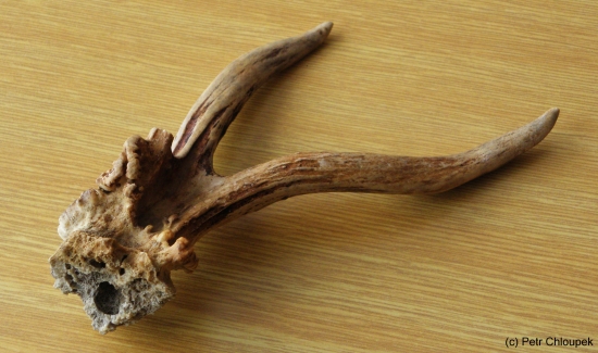 srnčí shoz - rarita 2