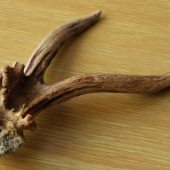 srnčí shoz - rarita 2