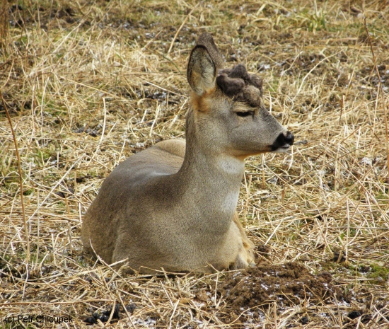 parukáč 2011