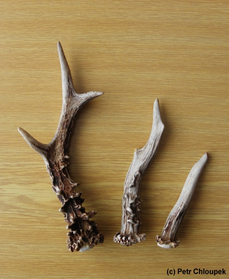 3 srnčí shozy (nalezeno 5. 3. 2011)