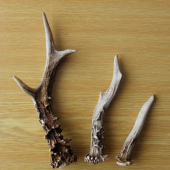 3 srnčí shozy (nalezeno 5. 3. 2011)