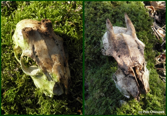 Úhyny srnců 1,2 (nalezeno 12. 3. 2011)