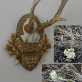 Úhyn srnce (před a po úpravě)