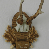 Úhyn srnce (po úpravě)