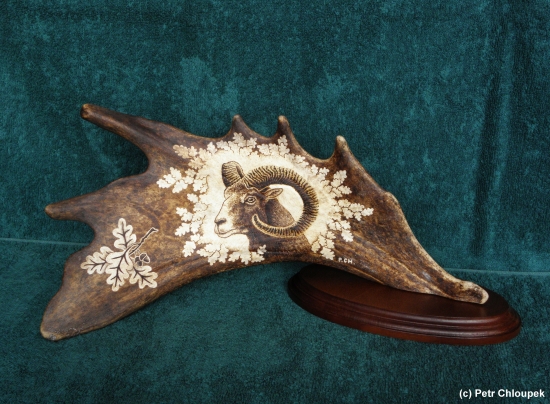 Moje práce - muflon